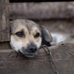 dog-g6a052f693_640.jpg dog-g6a052f693_640.jpg