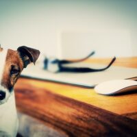 Dog and Cat at computer