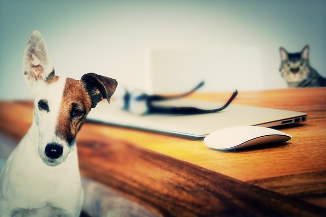 Dog and Cat at computer