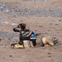 service-dog-5420330_960_720