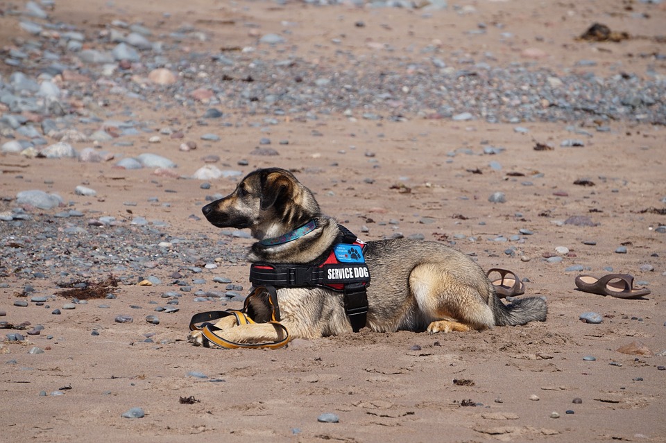service-dog-5420330_960_720
